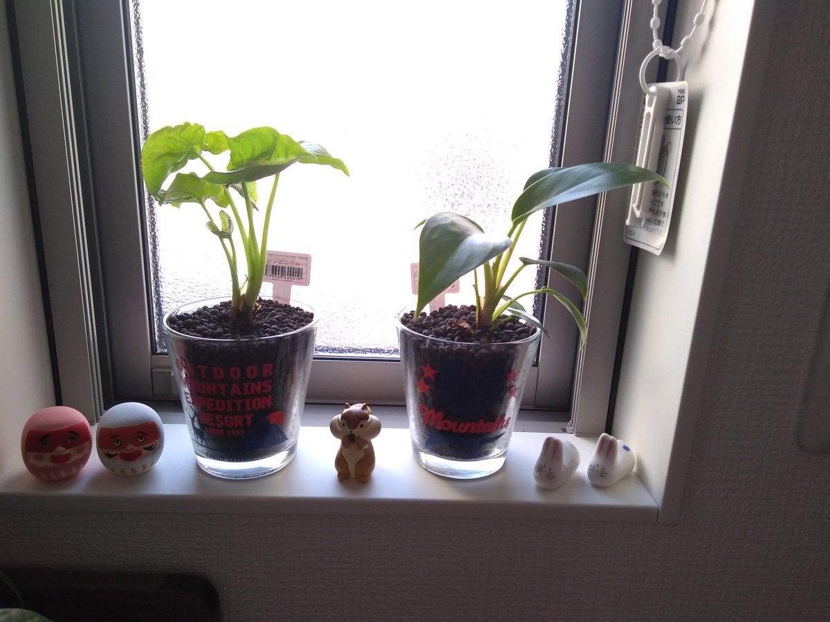 マーサ على تويتر 玄関のレイアウト変更 新しい飾り棚を買ったので 細かいものと観葉植物をまとめてみた マーサ على تويتر 玄関のレイアウト変更 新しい飾り棚を買ったので 細かいものと観葉植物をまとめてみた