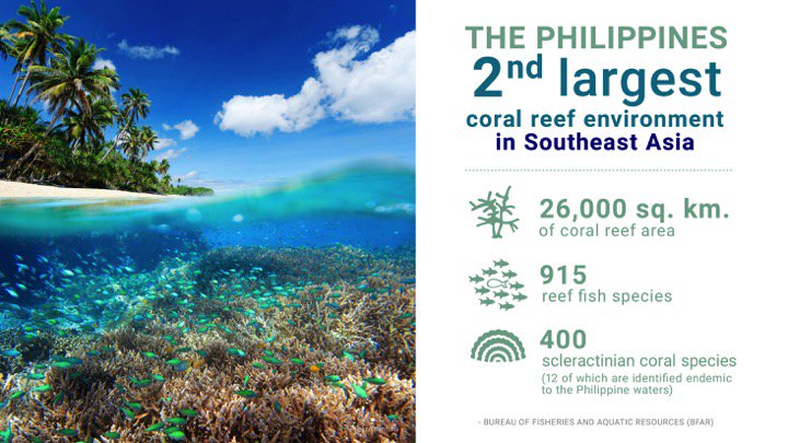 loren_legarda's tweet image. Our country takes pride in having the second largest coral reef environment in Southeast Asia, which is home to a diverse number of species. @APCRS2018 @DENROfficial @msilib #coralreefprotection
