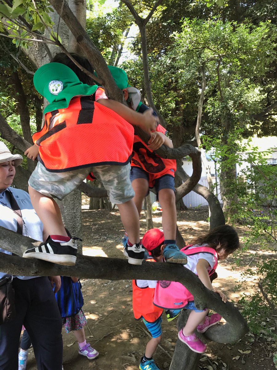 kpischool's tweet image. We love to climb trees! #developingconfidence #balance #supervisedplay #riskyplay #climbingtrees #takingturns #safetyfirst #natureisamazing #kpischool #tokyo #forestkindergarten