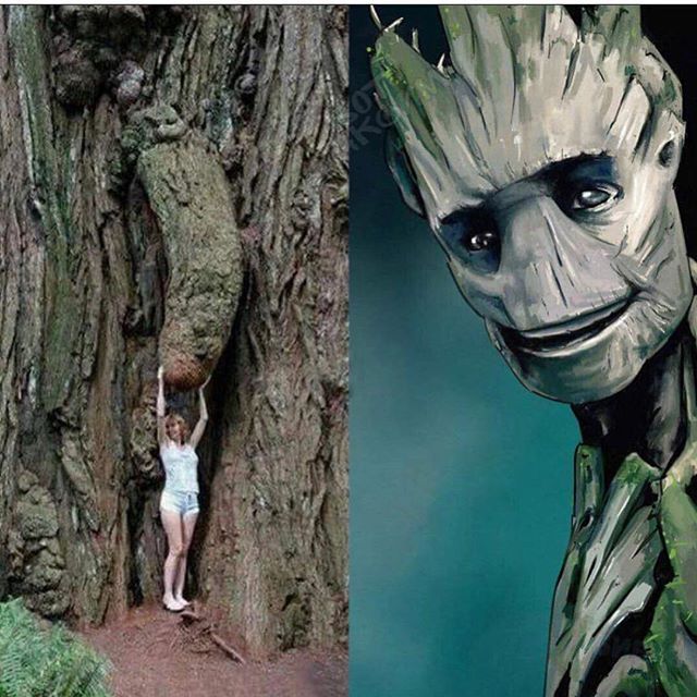 PetesBasement's tweet photo. This shit is hilarious!
#SundayFunnies
Repost from @enjoy
#NaturesDickPics #Groot #IAmGroot #GuardiansoftheGalaxy #GotG #BigAssTree https://t.co/KIn1xObPVs https://t.co/zdjM5Z3rZK