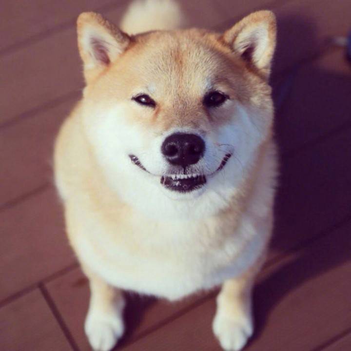 Petwant's tweet photo. Can not stop loving you, my dear Shiba inu😘😘😘 https://t.co/VSEQjyyOKf