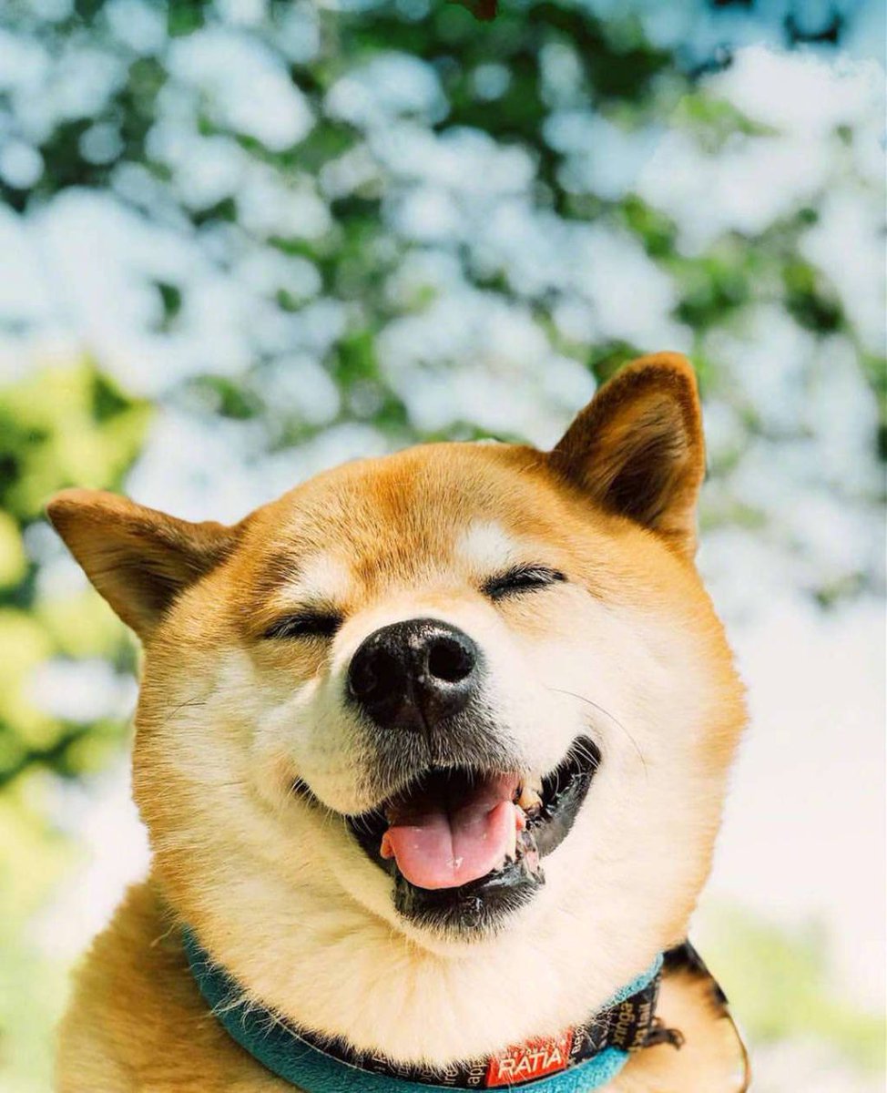 Petwant's tweet photo. Can not stop loving you, my dear Shiba inu😘😘😘 https://t.co/VSEQjyyOKf