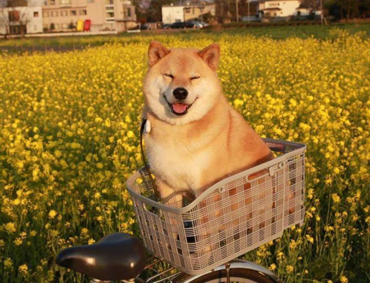 Petwant's tweet photo. Can not stop loving you, my dear Shiba inu😘😘😘 https://t.co/VSEQjyyOKf