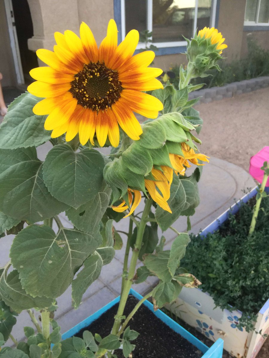 kattmamii's tweet photo. My sunflowers are blooming 💛 https://t.co/G79VySQqQq