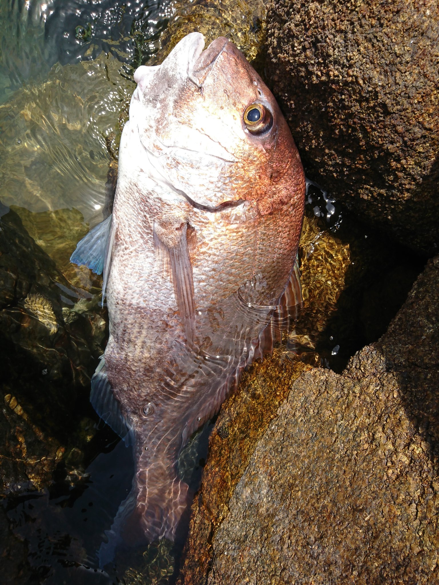 モリユタ セブンのイカの塩辛を餌で釣りしてたら大物が釣れた イカの塩辛 恐るべし D 鯛 釣り びびった T Co Pliqdzodja Twitter