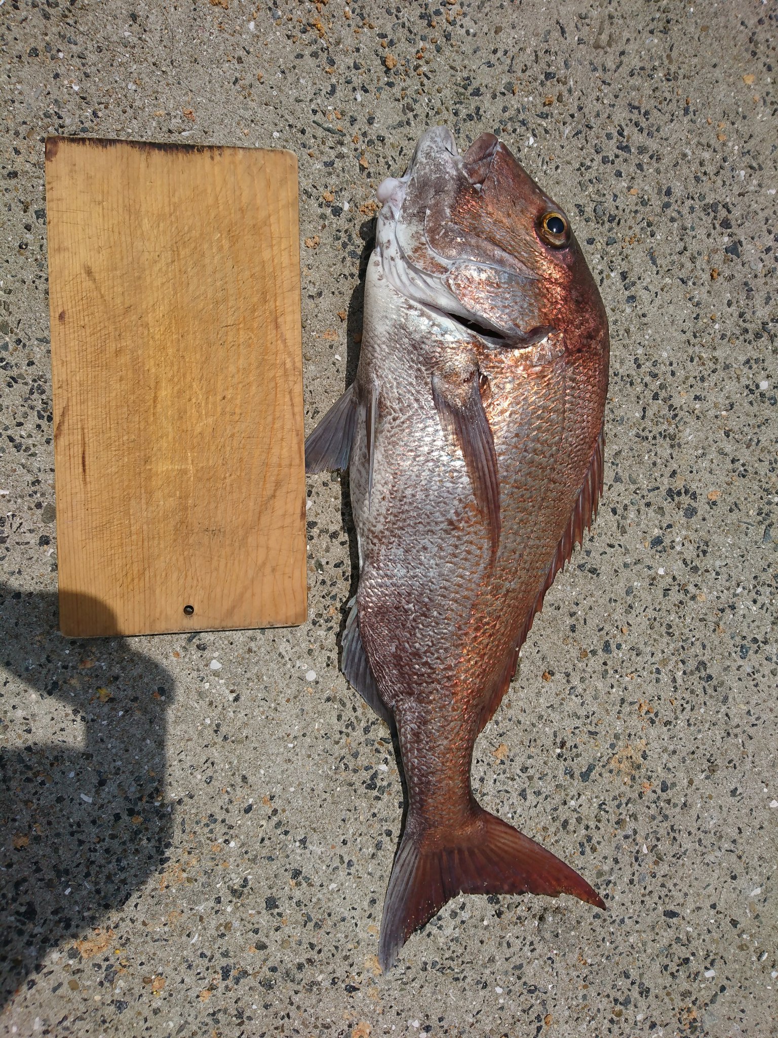 モリユタ セブンのイカの塩辛を餌で釣りしてたら大物が釣れた イカの塩辛 恐るべし D 鯛 釣り びびった T Co Pliqdzodja Twitter