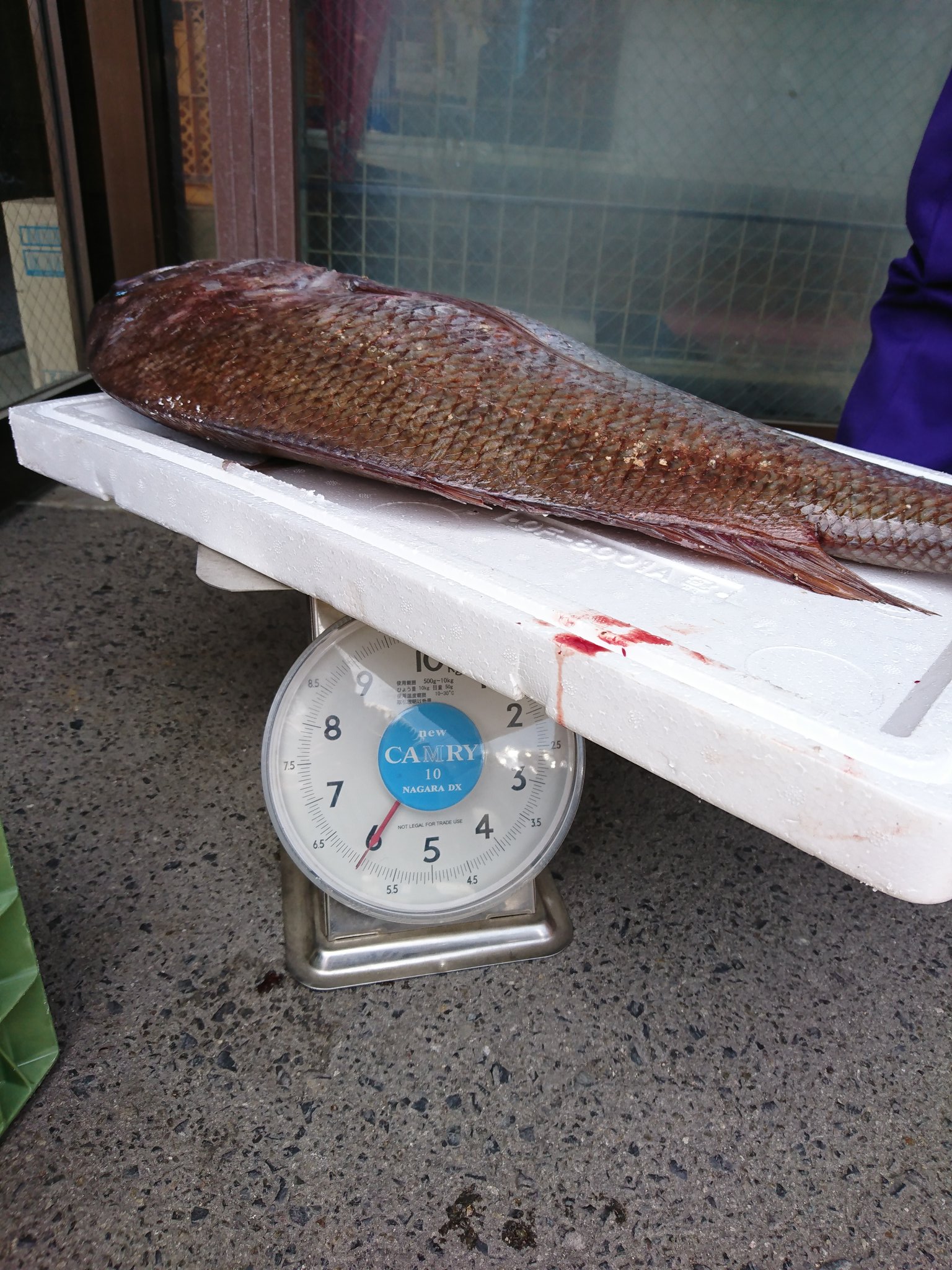 モリユタ セブンのイカの塩辛を餌で釣りしてたら大物が釣れた イカの塩辛 恐るべし D 鯛 釣り びびった T Co Pliqdzodja Twitter