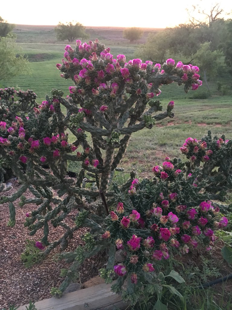 KarlaHarper72's tweet photo. Love when my cacti bloom!  So pretty! #cactis #cacti #cactibloom #bloomingcacti https://t.co/rHRqFjxNHt
