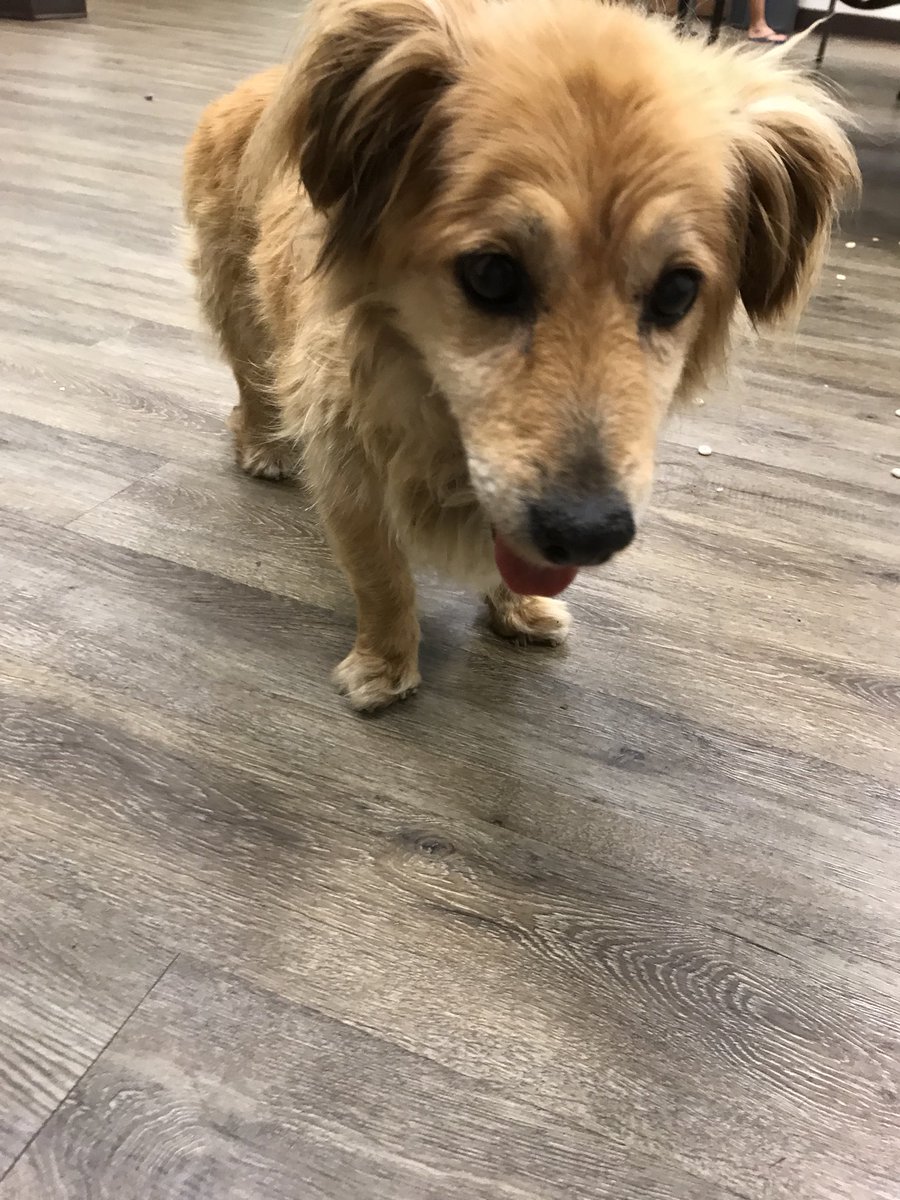 Found dog! Found her on McCullough St. by the football stadium at around 10:30 pm. She’s in safe hands. Plz RT until owner is found! Must have proof that she’s yours.