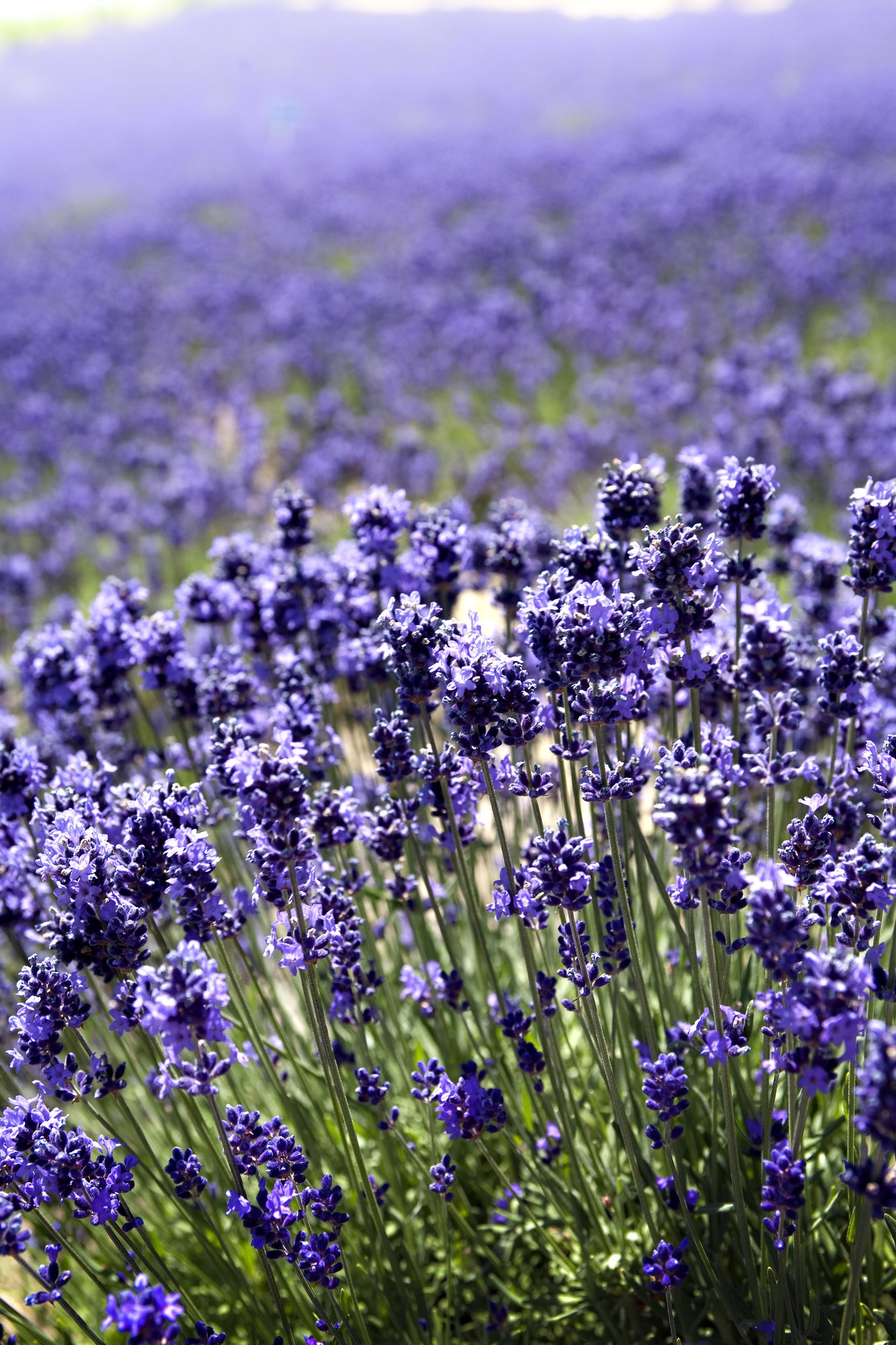 توییتر 公式 バニラエア در توییتر 夏休みの計画は立てましたか 北海道の富良野では 7月にラベンダーの見頃を迎えます ラベンダーの花言葉は あなたを待っています 富良野で美しく咲くラベンダーが あなたを待っています 富良野 ラベンダー 東京