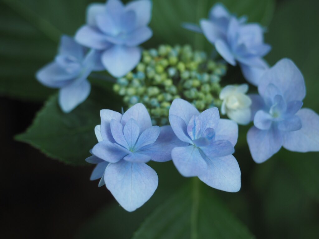 もとon Twitter 八重の紫陽花好き 六義園 紫陽花https T Co Ti2u24c33v Twitter