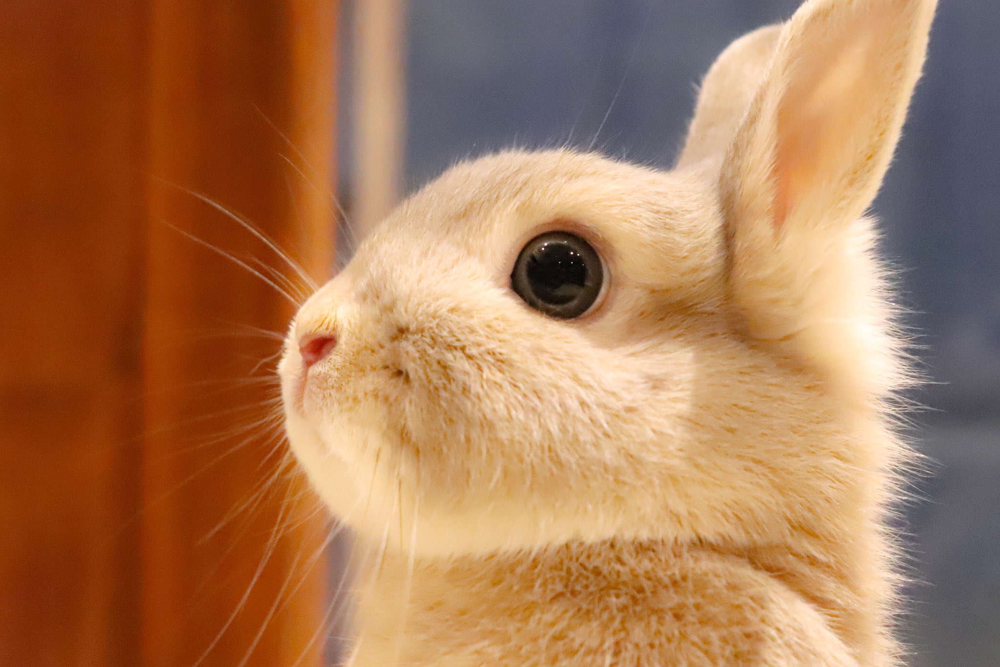 טוויטר うさぎパラダイス בטוויטר リリちゃんのスタンディングショット リリちゃんは ピーターラビット と同じネザーランドドワーフという種類 二本足で立つのが得意なんです うさぎ もふ部 うさぎパラダイス うさぎ好きな人と繋がりたい うさぎ部
