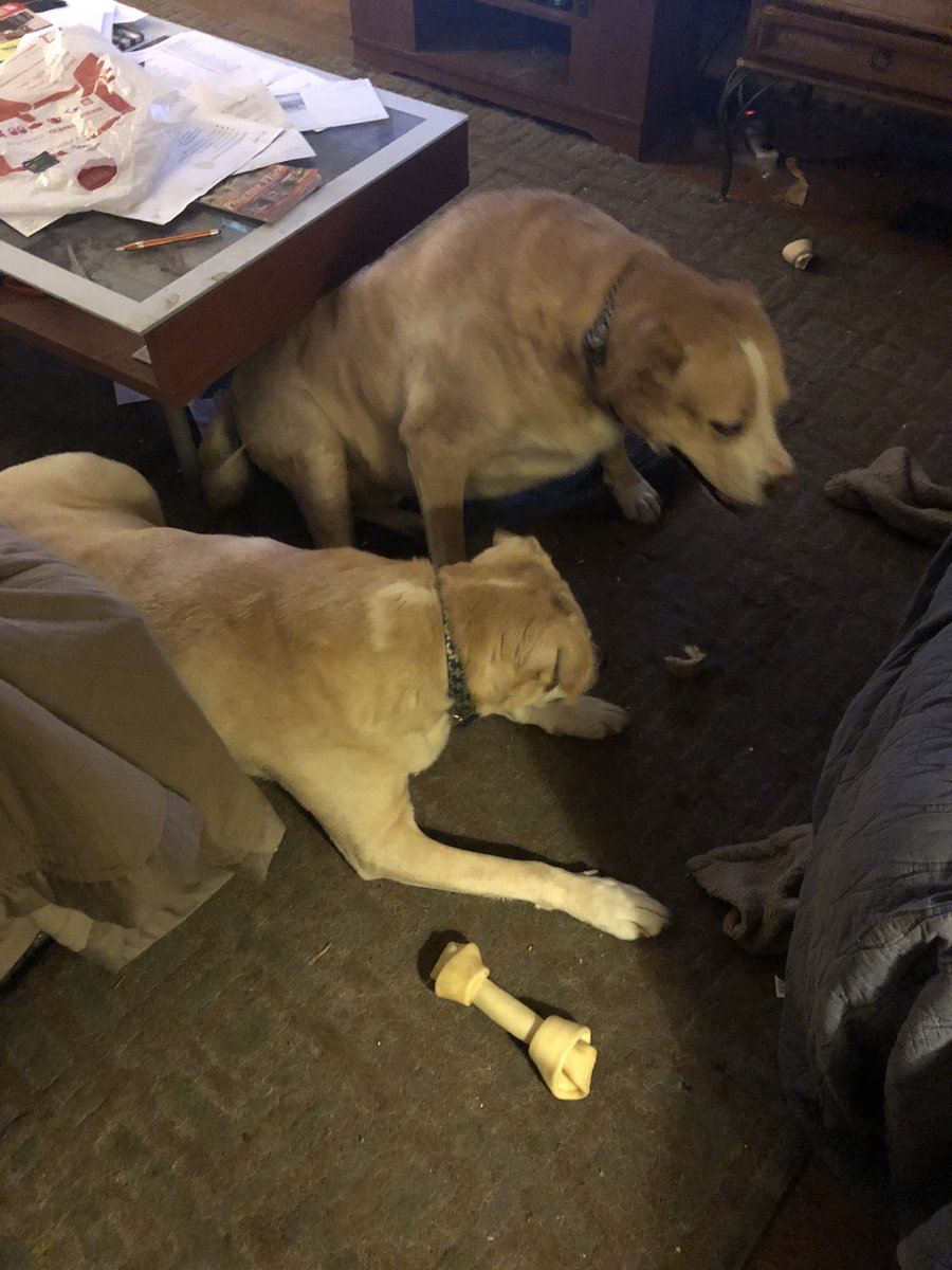 cmullis1209's tweet image. So I give each dog his own chew bone - Romulus choosing first. Then in ten minutes he has dropped his whole bone and is then staring at Remus chewing in his half eaten one. #gofigure 🙄 #remusthepittymix #romulusthepittymix #pittylife #dogsofatl #adoptdontshop #flopdontcrop