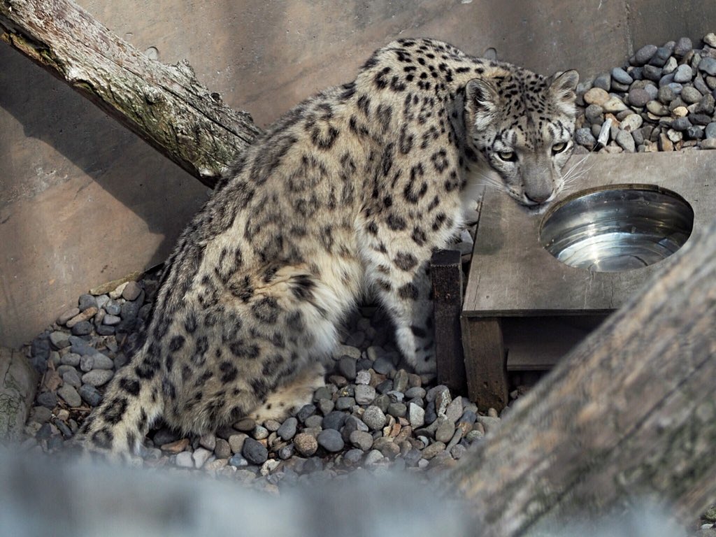 旭山動物園 とても良かった!毎日通いたい 