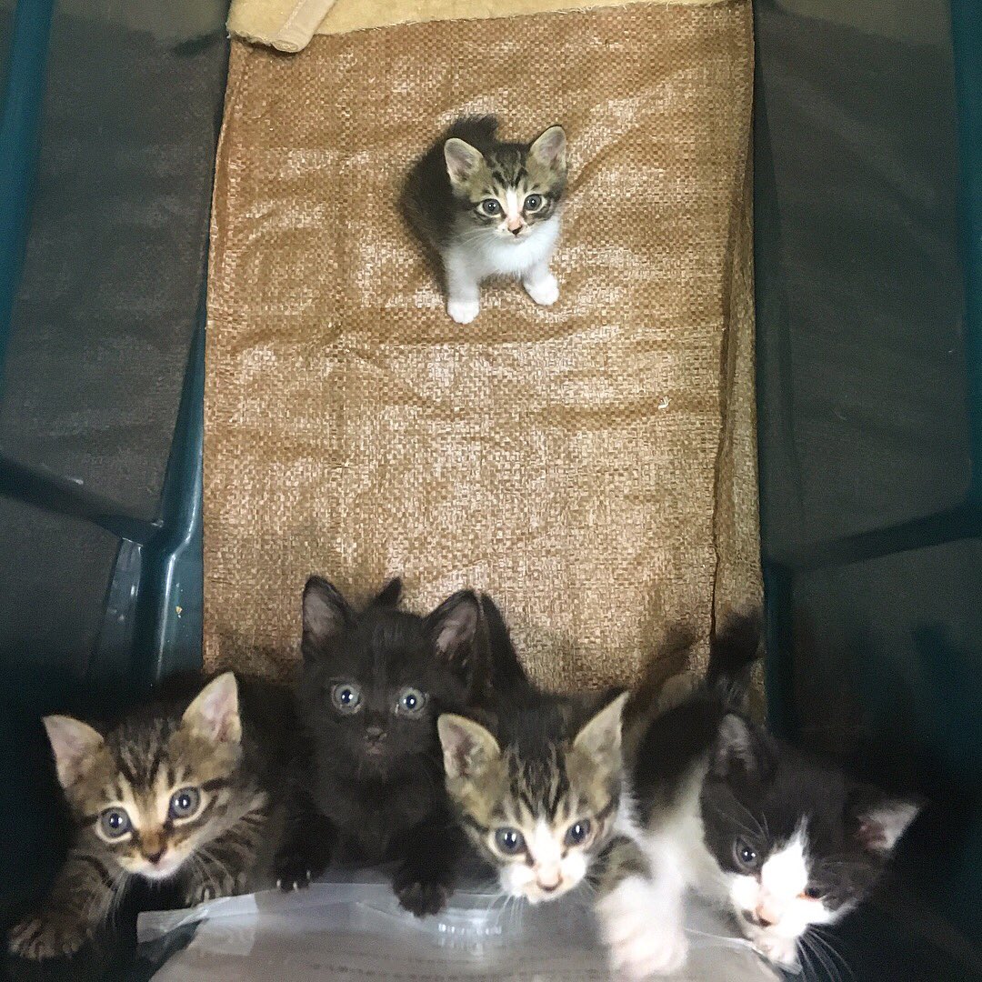 Cat S Inn Tokyo Al Twitter 引き続きのご支援ありがとうございます おかげさまでハムスターのようだった子猫 たちも こんなに逞しく成長しました 今日から子ども部屋にお引越しです Fwf 本日猫カフェはお休みです キャッツイン東京 保護猫カフェ 猫カフェ 里親