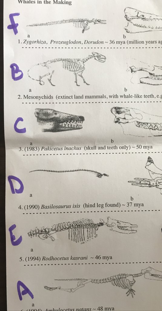 DanielleGahr's tweet photo. 7C Science completes their #evolutionunit by making #cladograms of #whaleancestors by comparing and contrasting #fossils and looking for patterns to hint at their evolutionary order #sisscience #sisrocks #7thgrade #science #evolution #cladograms https://t.co/JjgW2FlnDr