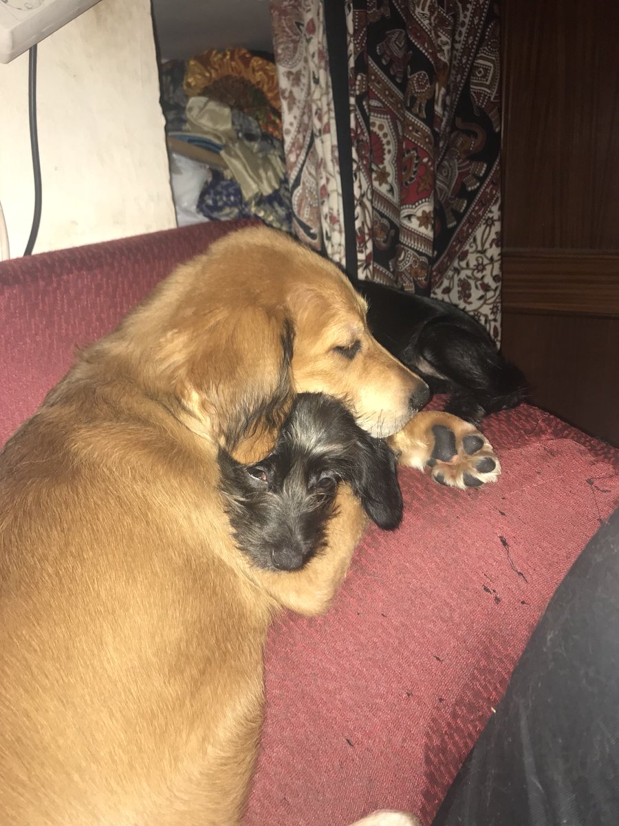 noegalfer's tweet photo. Lo siento,pero mis perros están muy enamorados 💚 #cutesthingever https://t.co/dKb0qXFCCp