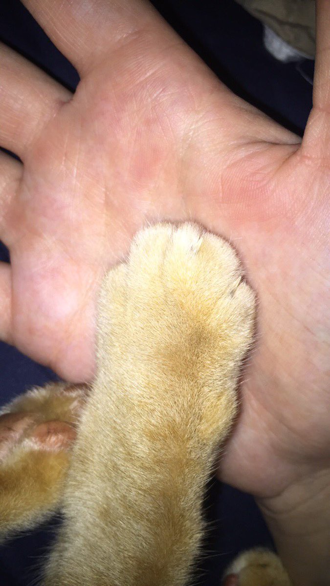 prettypaws177's tweet photo. Just holding paws :) https://t.co/BlFhCOVaOU