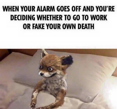 PilatesPT's tweet image. MONDAY : Usually a day that people dread. It needn&apos;t be that way, you needn&apos;t look like this fox in the morning, If you have an itch to leave your 9-5 and become an entrepreneur, scratch it! Am I right @TheStepUpClub ? #themodelmethod #pilatespt