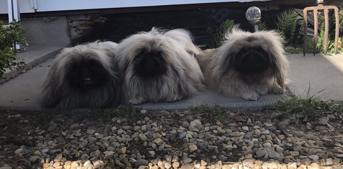 HerculesPeke's tweet photo. #supervising #Pekingese #dogs https://t.co/0Jl5tzkIa8