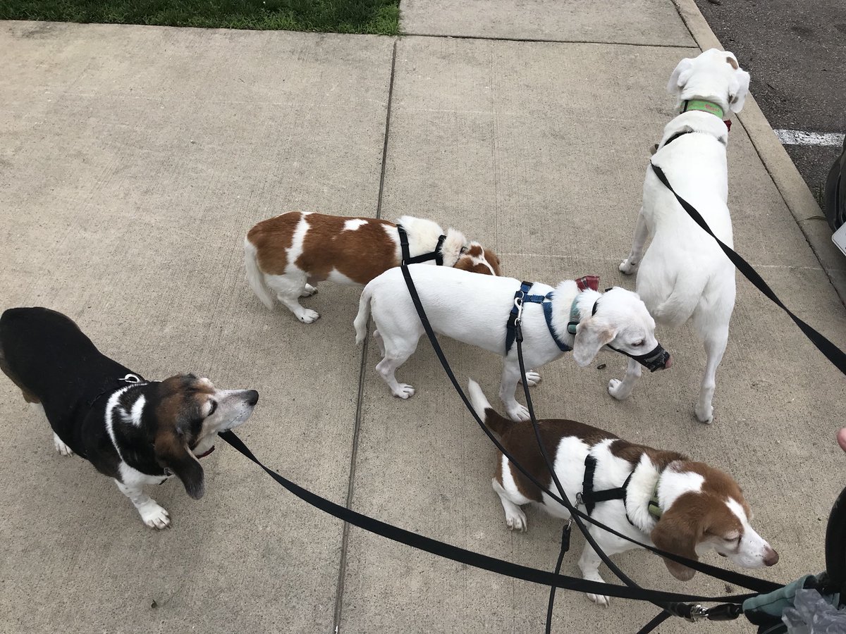 _livelikeCalvin's tweet photo. This was our #SundayFunday a nice little walk since it  finally stopped raining #Beagles #LabradorRetriever #livelikeCalvin #AdoptDontShop #TheStarting5 https://t.co/udvi5vN7sa