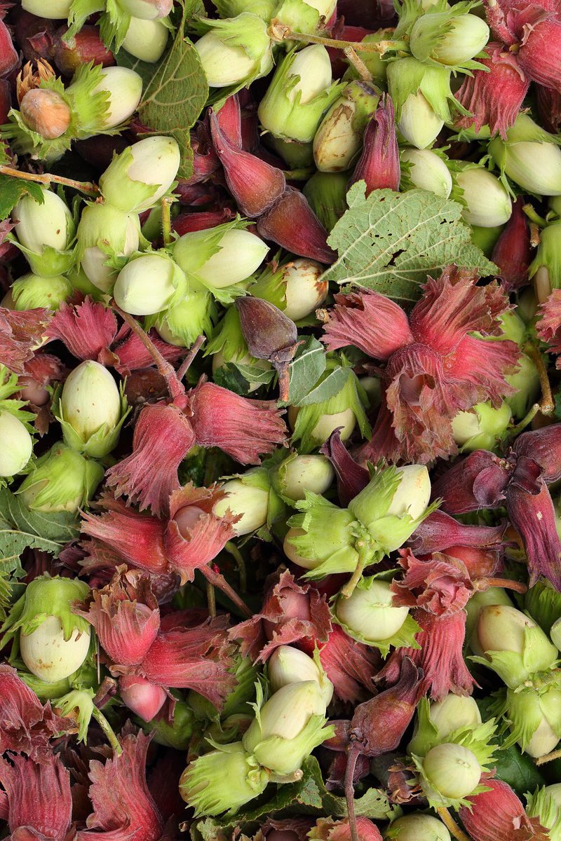 NextGenFruit's tweet photo. Over the years Frank Matthews have supplied many nut trees to the UK fruit industry #proudtosponsortheunder40s #under40s #under40sfruitgrowers #fruittrees #plantmoretrees #frankpmatthews #fpm #britishgrownfruit #nuts #cobnuts #walnuts #filberts #hazels  #UKgrowing https://t.co/bgj8T397FK