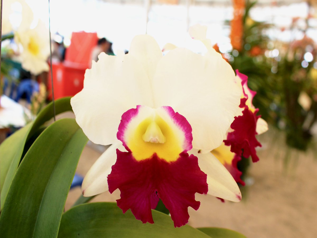 ThaiOrchidsExp's tweet photo. Enjoy your Monday and the rest of your week! ;)
More 👉 https://t.co/4ldU0ejnEj
#Flowerslovers #ThaiOrchidsExport #CutOrchids #Orchids #ImportThaiOrchids #ImportThailandOrchids #Freshcutorchids https://t.co/zOGYAGZI9J