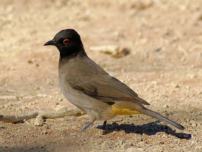 An African Red-eyed Bulbul (Pycnonotus nigricans)