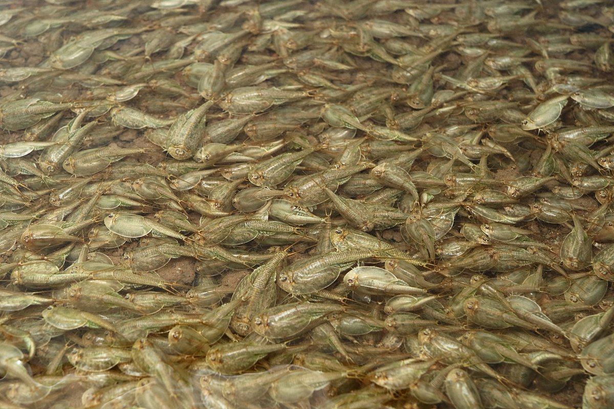 ドギつ過ぎる 大量発生したカブトエビの映像 に対して小学校時代を思い出す人や食べてみたい人がいる世界 Togetter