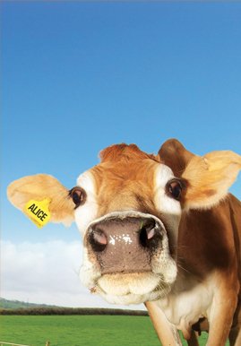 langage_farm's tweet photo. #DevonDay !
Have you met the girls?
These are just 4 of our fantastic cows that produce the milk and cream for our special products. 
They have fun frolicking around our lovely Devon fields!
@GreatDevonDays https://t.co/To0S8fdVE0