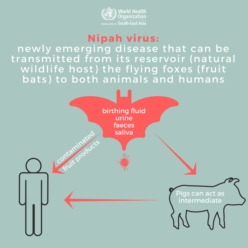 #NipahVirus affects both animals &amp; humans.
Humans get infected by consuming fruit products (e.g. raw date palm juice) contaminated with faeces/urine/saliva from infected bats🦇
Human-to-human &amp; pig-to-human transmission of #Nipah was also reported.
#FAQ:
👉bit.ly/2kOdYWK