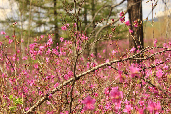 ChinaDaily's tweet photo. The #InnerMongolia autonomous region is developing new components for its #tourism industry, such as "flower-season", "intelligent" and "poverty-alleviation" travel. #nature https://t.co/Cls3zM1oKz https://t.co/32dzSaYFhU