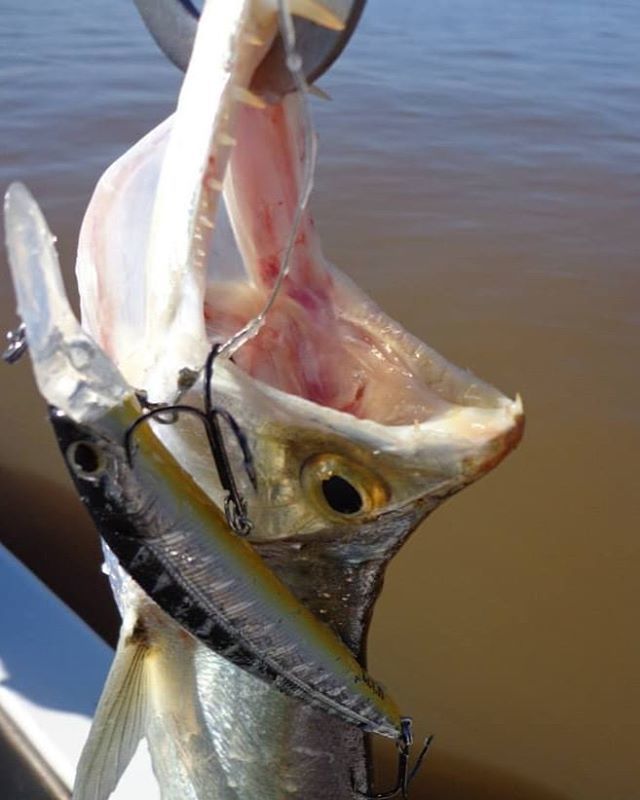 tech_tackle's tweet photo. Señuelo tech mid dive minnow #chafalote #chafa #pescaenargentina #techtackle #gozio @techtackle #lures #fishing #fishinglures #payara #cachorra https://t.co/J6zJMI99Ae https://t.co/cPQtd9UYV4