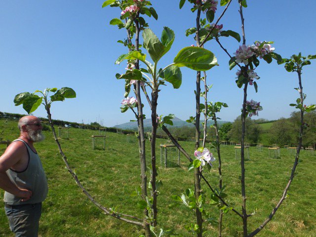 We planted 100 trees to restore this traditional cider apple orchard = happy pollinators & happy Jim! 🐝🦋🍻   #RealCider #WNW2018 
#WeAreWelshFarming #NiYwFfermioCymru  #EnvironmentalSuccess