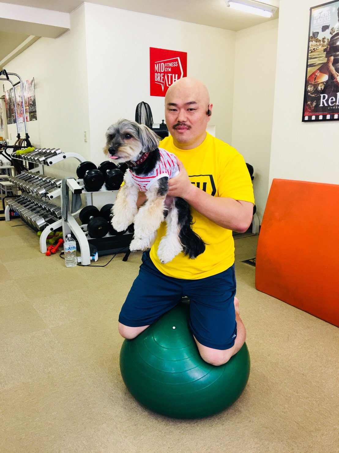 تويتر 安田大サーカス クロちゃん على تويتر バランスボールに乗って体幹使ってバランスをとるトレーニング 犬の太朗トレーナーからの激が飛んでくるしん T Co B9jocd2wbm