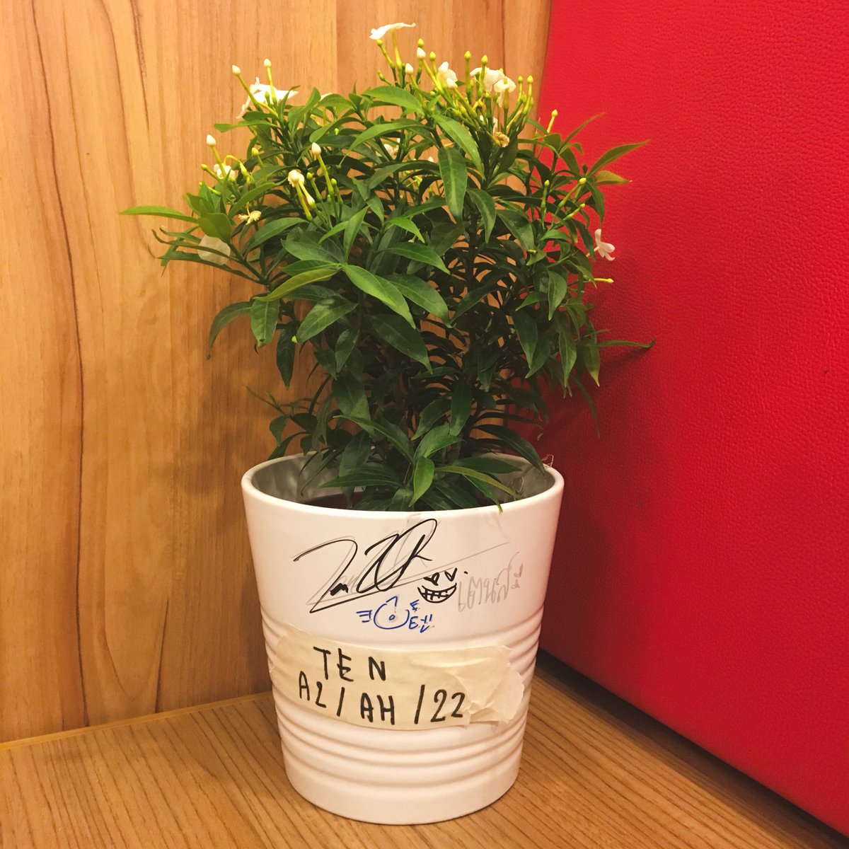 ต้นไม้ของเตนล์ 🌱 tweet media