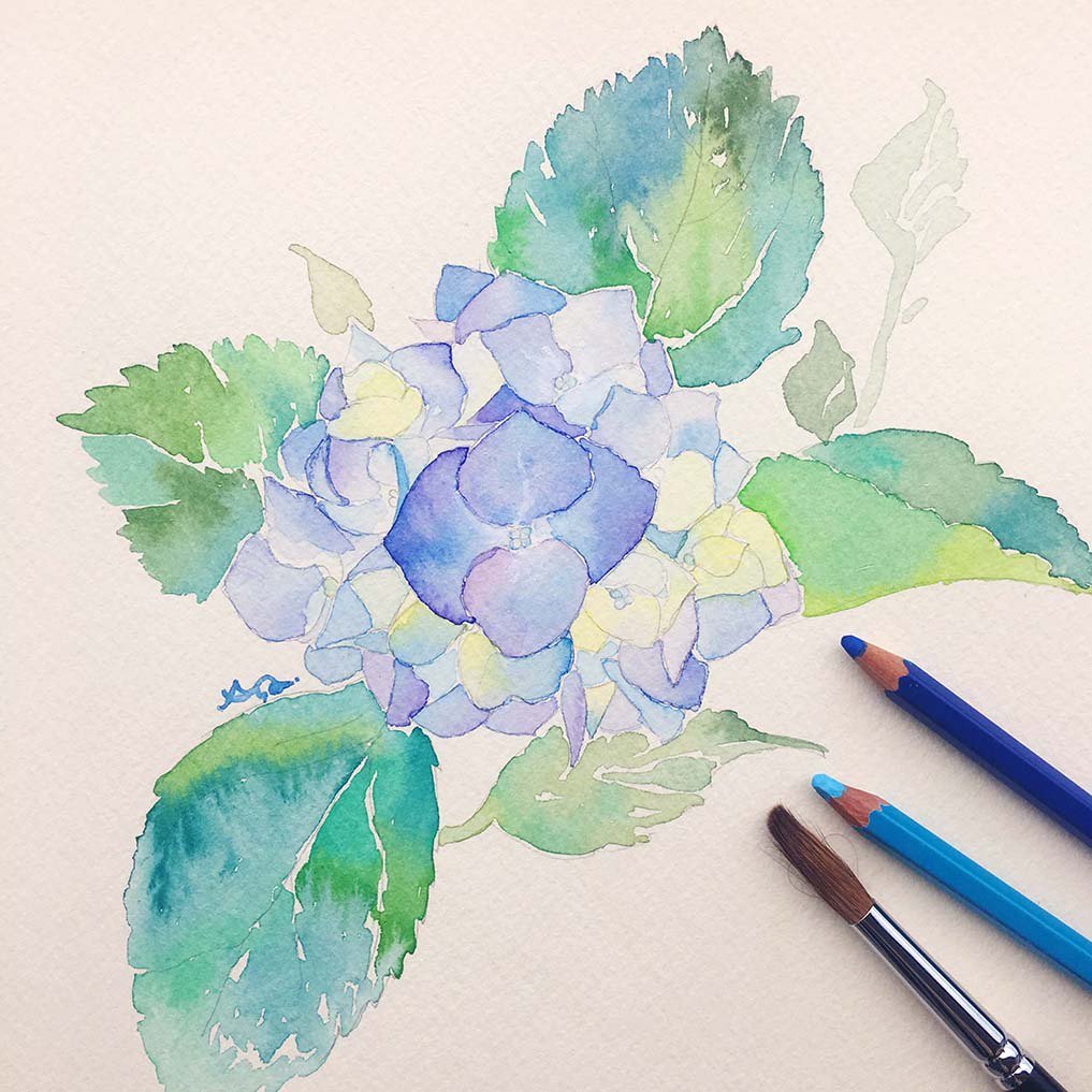 Uni 三菱鉛筆 公式 紫陽花 が綺麗に咲き始めましたね 水彩色鉛筆 を使って描きました イラスト好きと繋がりたい ユニウォーターカラー T Co Dsr2pobm2y T Co M0pvtdnzvw Twitter