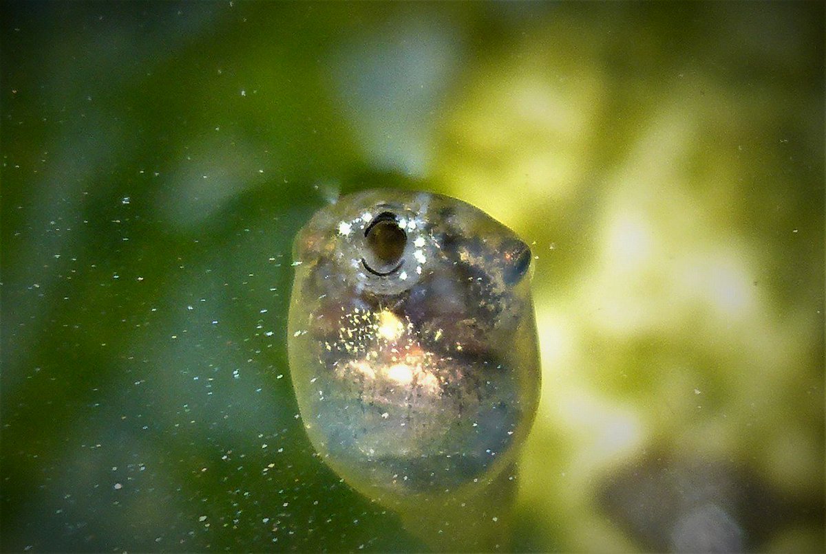 アマガエルのオタマジャクシ