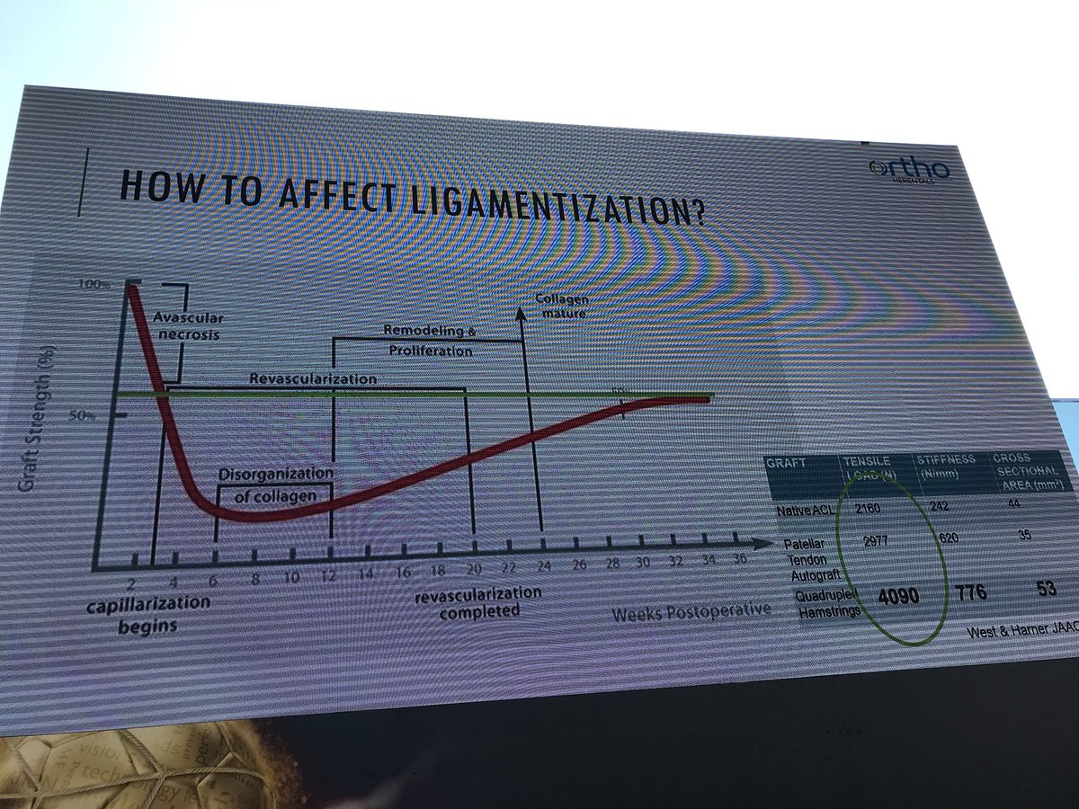 Absolutely one of the highlights so far at the #FFMED - great overview by <a href="/drstevenclaes/">Steven Claes</a> on the ligamentisation process of the tendon graft in ACL surgery #ACL