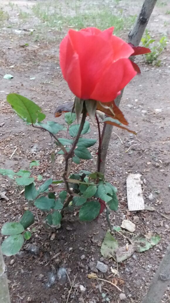 ADA_LET_34's tweet photo. Tutmasını bilen ,görmesini bilen gözler anlar Güller en ıssız yerde açar https://t.co/qzFh3yIyZ5