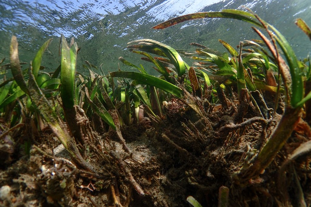 BoardshortsBen's tweet photo. Calling all #seagrass scientists.

Upload your pictures to https://t.co/tXRK3fba6E to help us paint a picture of global seagrass ditribution... with pictures. 

📷&amp;📱at the ready! https://t.co/rJccO5dkcE