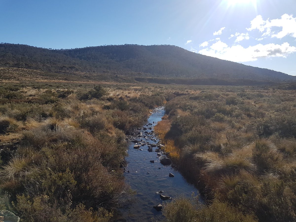 shpenman's tweet photo. A beautiful Kosciuszko plain (with few brumbies) in frightening contrast to a nearby one with a population of ~2500 brumbies. Ouch. https://t.co/QUbHRjyoZD