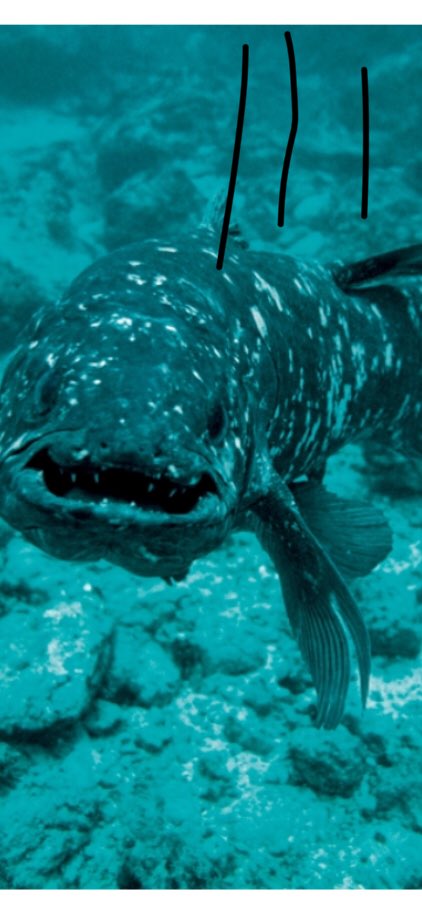 釣りしてたらこんなのいた！
ウツボだと思ったけど明らかにこれに似てたけどなんだろう？
#新潟県
#東港
#シーラカンス？