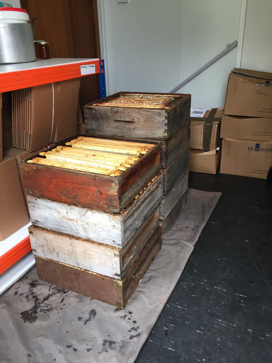 BeesApitherapy's tweet image. Busy weekend extracting the first crop from our new Wroxham apiary. Clever bees!  Lots of raw gorgeous honey even after the horrid Spring.