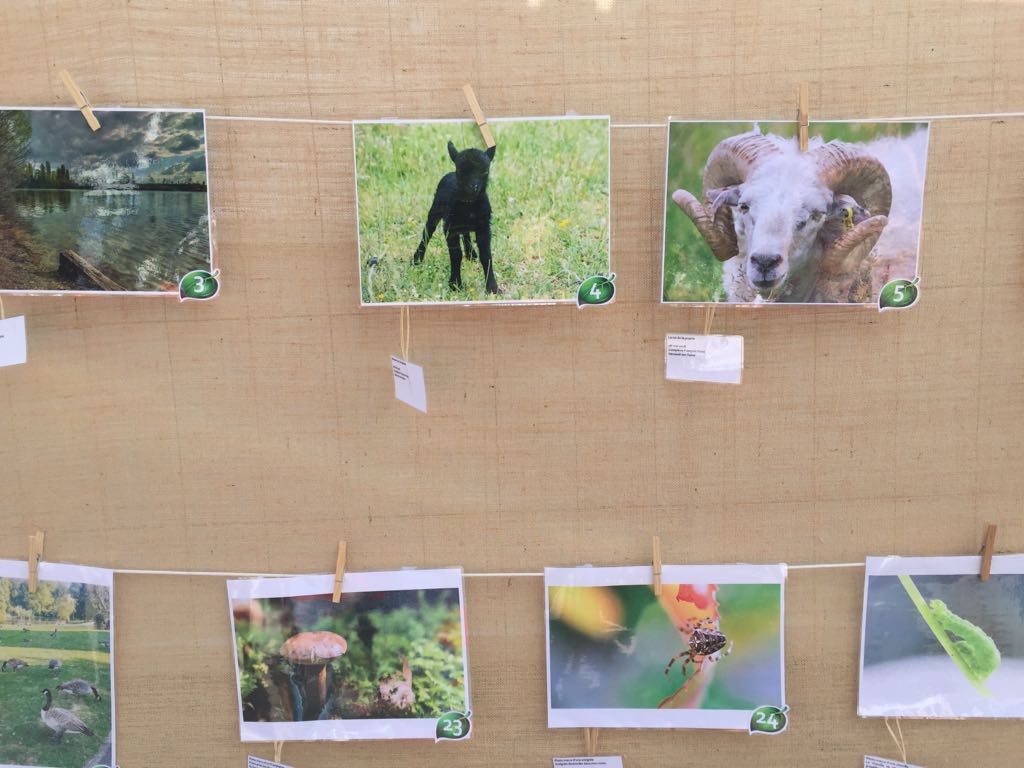 Ecomouton's tweet photo. La @VilledeVerneuil était en fête ce week-end et nos moutons aussi.
Merci aux habitants qui ont proposé des clichés de nos moutons pour le concours photo. #ecopaturage #natureenville https://t.co/NisA2nf9TH