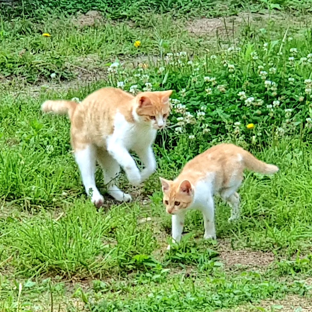 bau_cats's tweet photo. .       아이구 안녕하셉셔
              아기도련님

                                     응 끄래 https://t.co/tlRoG5mPuN