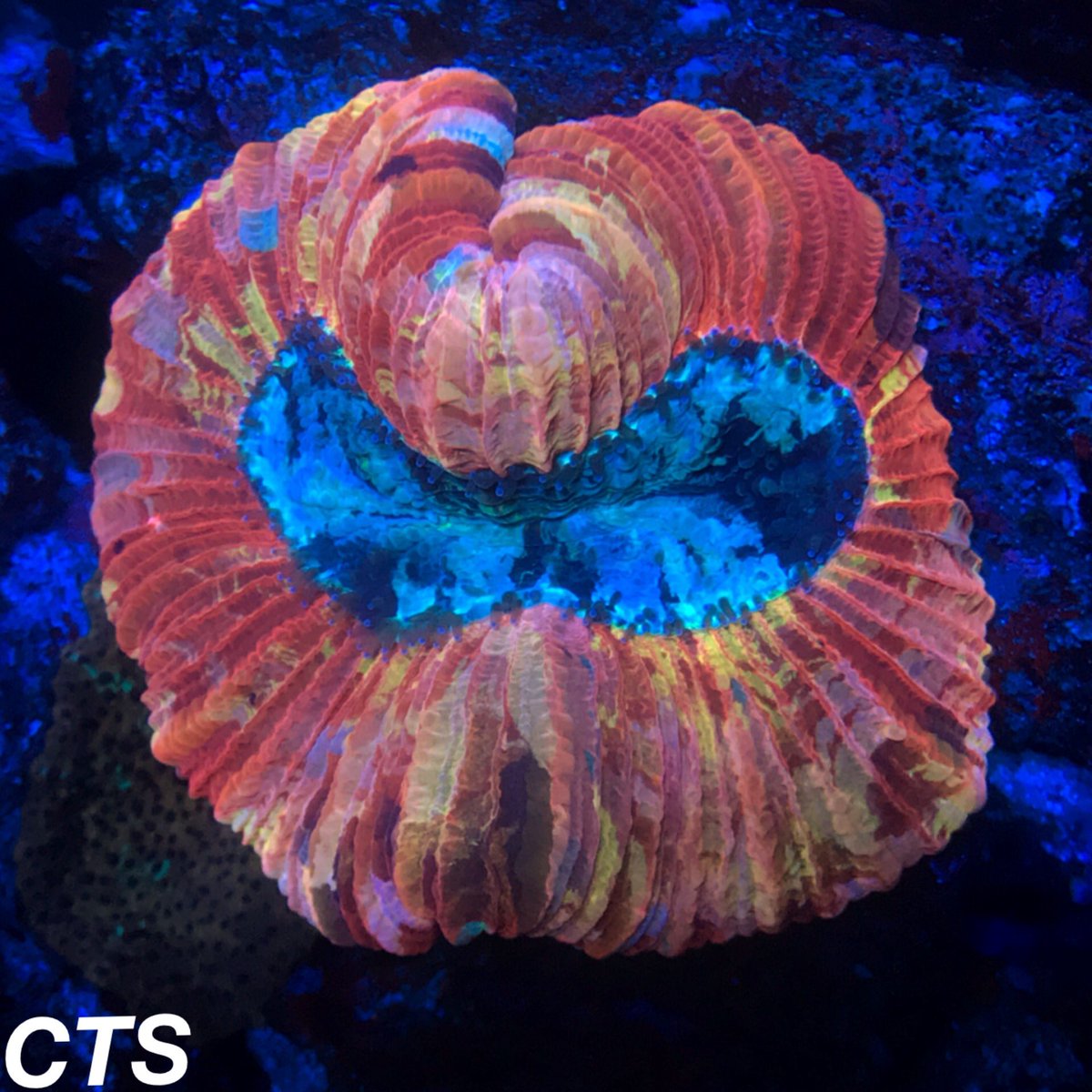 オオバナサンゴ餌