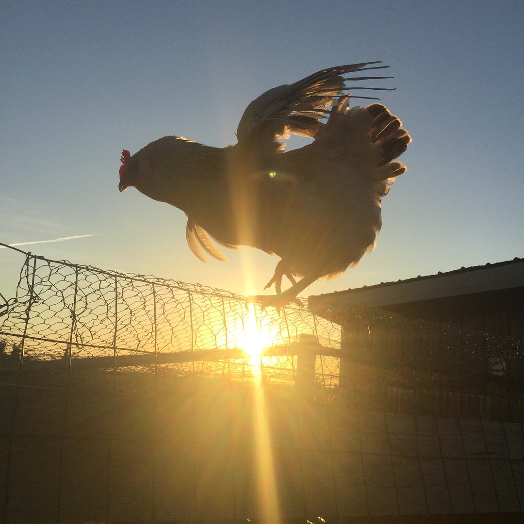 Marigold spreading her wings in the sunset?????? #chickens #chicken #chickenlove #marigold #hens #hen #hensofinstagram #chickensofinstagram #sunset #beautiful