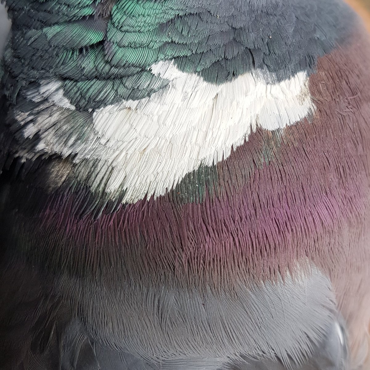 lee00barber's tweet photo. The woodpigeon. Very common and overlooked. Take a closer look next time, as they are really beautiful. #30dayswild #Springwatch @rachael_barber @_BTO https://t.co/ZWMQyAYLmR