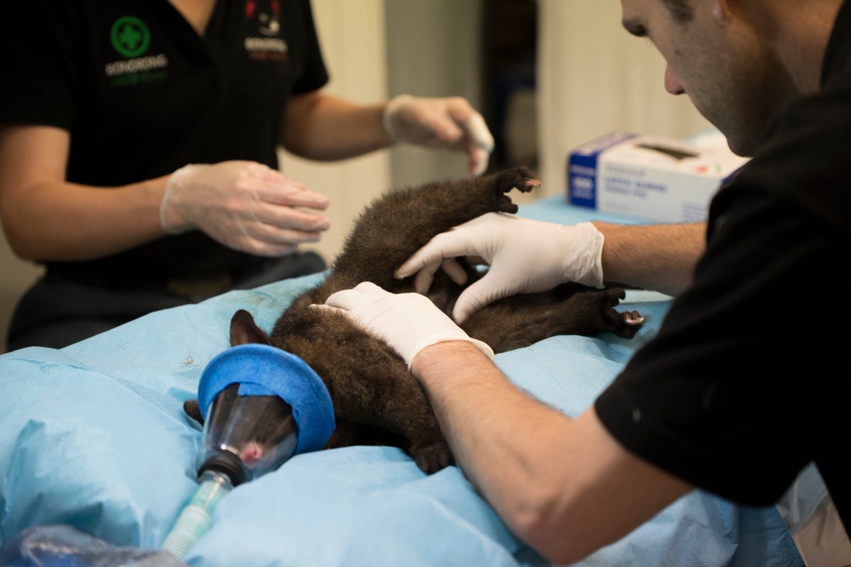 Fantastic article written by our very own <a href="/GraceHeathcote/">Grace Heathcote</a>! Check out a day in the life of Bonorong ❤️ #WildlifeRescue <a href="/tasmania/">Discover Tasmania</a> 

graceheathcote.files.wordpress.com/2018/05/2018-n…

Photos thanks to <a href="/AlexCearns/">Alex Cearns</a>
